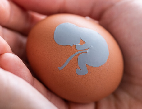 Egg Donors FAQs