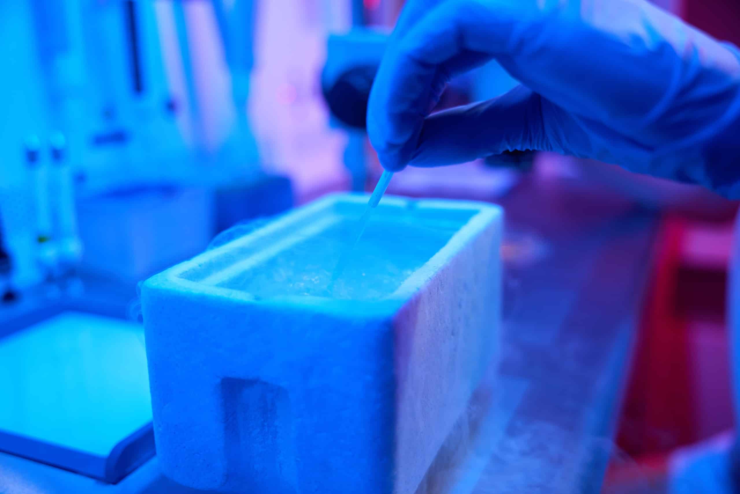frozen vs fresh embryo transfer